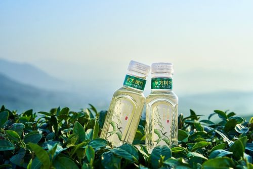 东方树叶推出春季限定龙井茶,实现龙井的工业化饮料生产