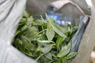 鲜叶管理 茶叶品质的基础