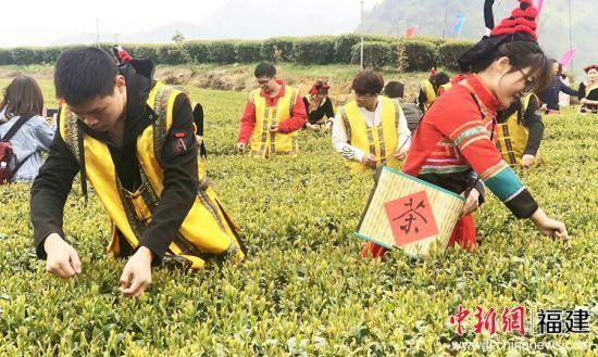 近年来,蕉城区实施现代茶业项目建设,推进茶叶初制厂清洁化改造和标准